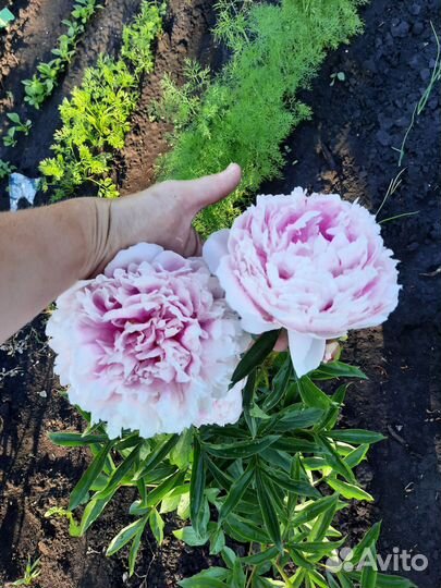 Пион Сара Бернард