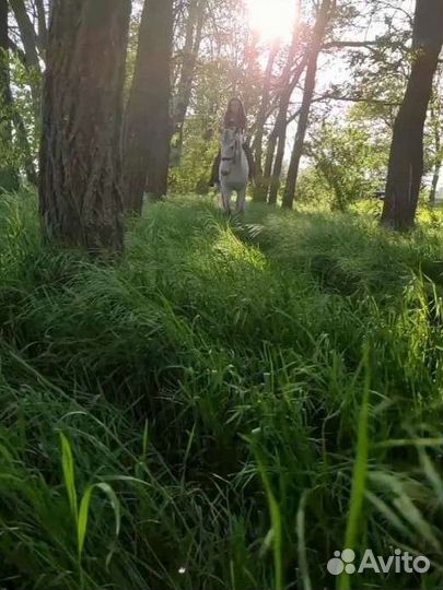 Конные прогулки, верховая езда,фотосессии