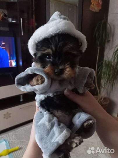 Комбинезон для маленькой собаки