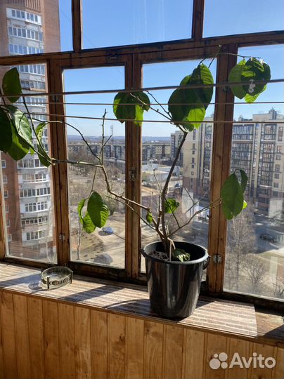 Лимонное дерево