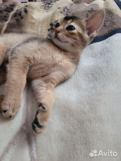 Абесинские котята