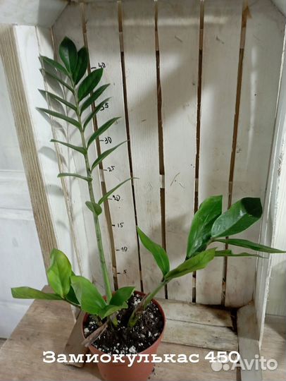 Комнатные цветы растение Замиокулькас долларовое д