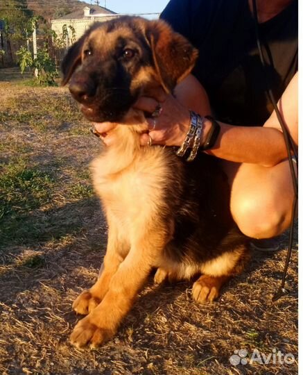 Щенки немецкой овчарки длинношерстной