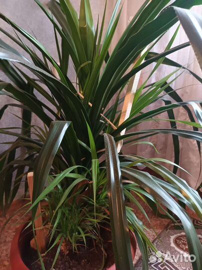 Панданус или винтовая пальма Высота 160 см