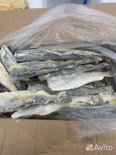 Навага свежемороженая