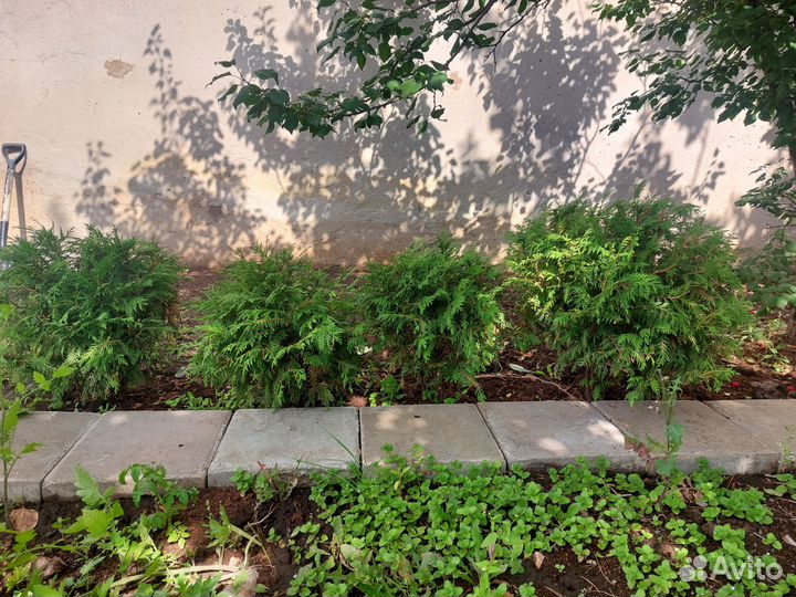 Туя шаровидная Вудварди