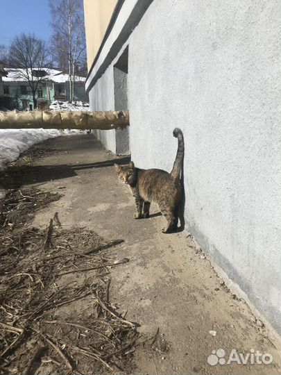 Кошечка ищет дом