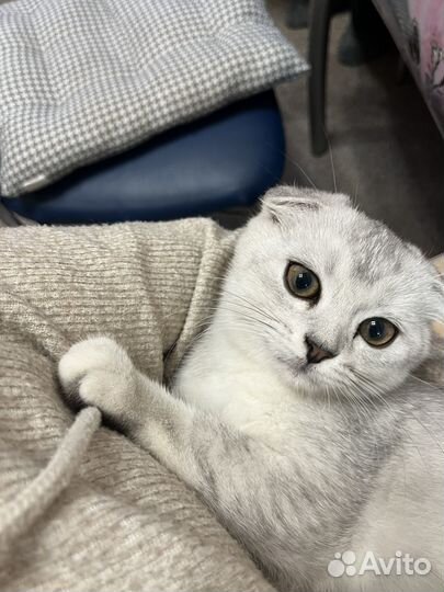 Вислоухий котенок
