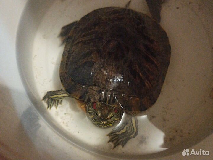 Черепаха