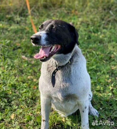 Собачка метис