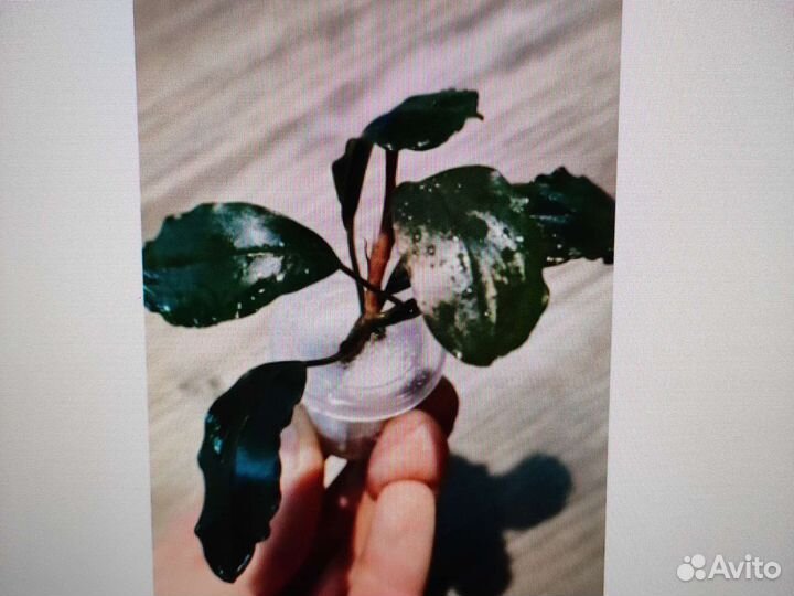 Буцефаландры растения и рыбки в ассортименте