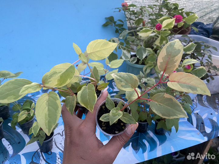 Сортовые фуксии