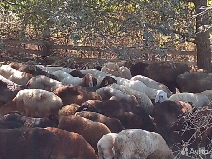 Овцы бараны