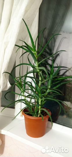 Алоэ Вера Столетник