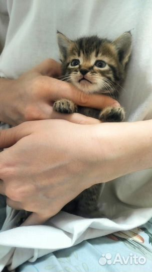 Котята в добрые руки бесплатно
