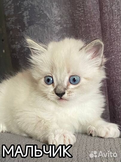 Сиамские котята