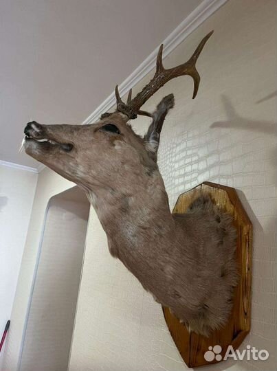 Чучело голова косули