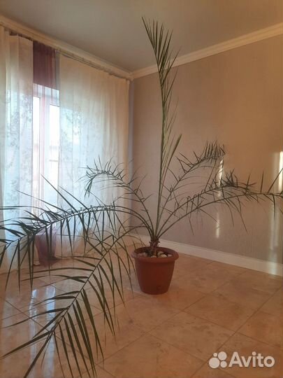 Финиковая пальма