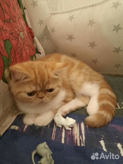 Экзотические котята