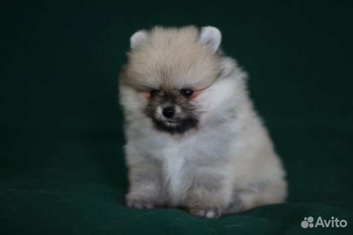 Померанский шпиц