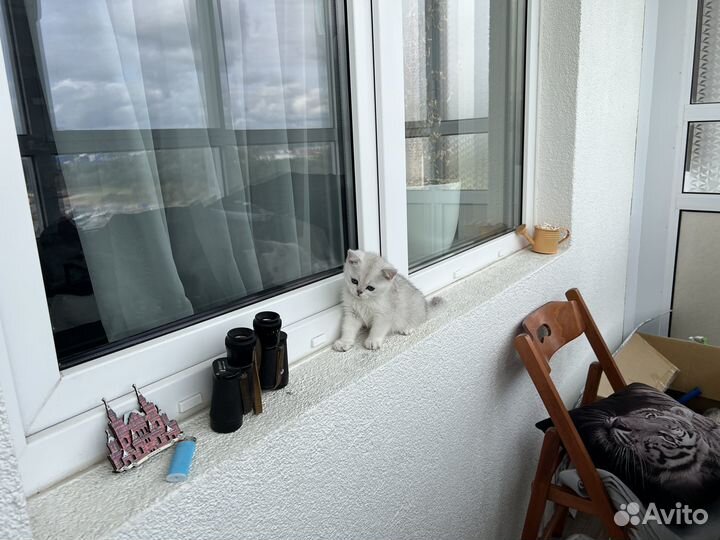 Британская серебристая шиншилла