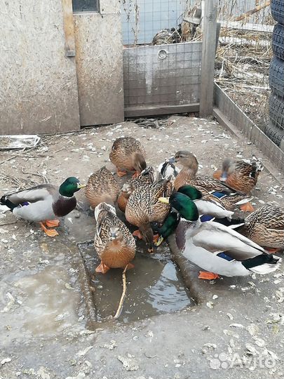 Утка кряква