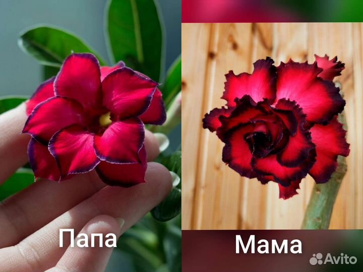 Семена адениума