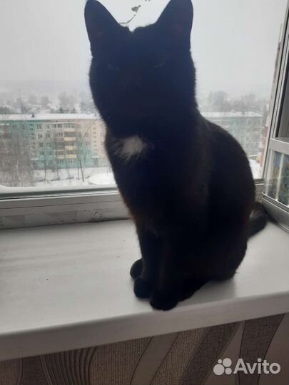 Котик в добрые руки