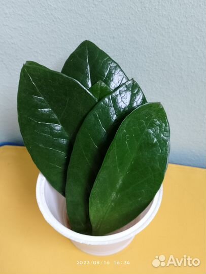 Замиокулькас