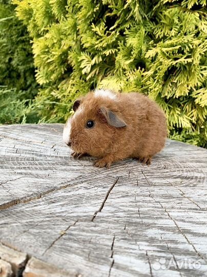 Морская свинка американский тедди