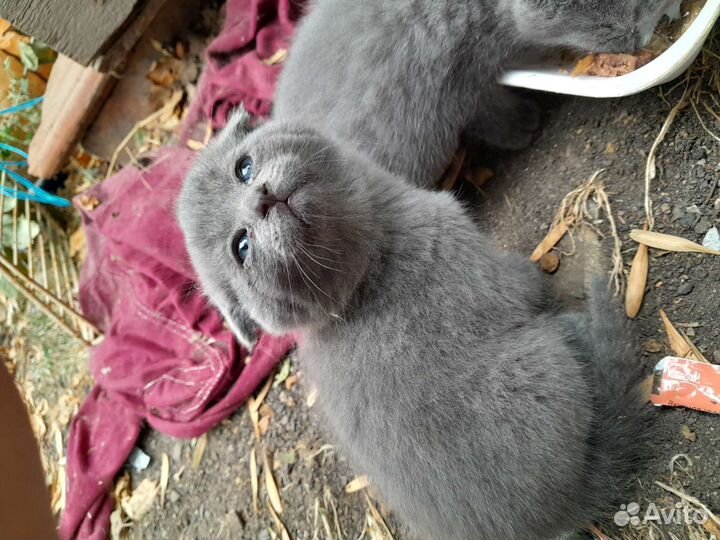 Британская кошка