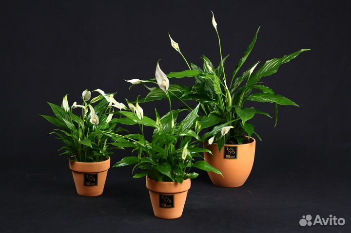 Комнатные растения. Спатифиллум. Женской счастье