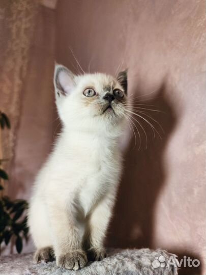 Британские котята