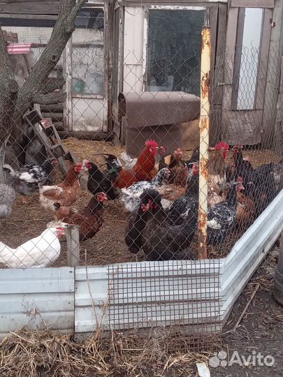 Цыплята суточные деревенские