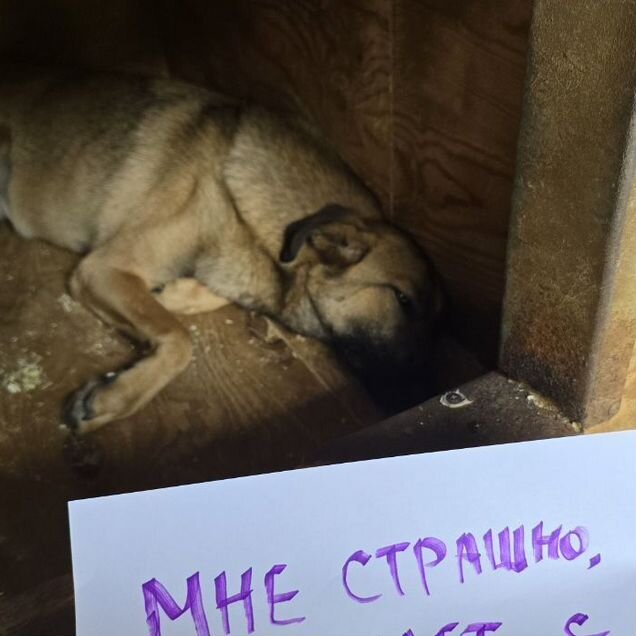 Взрослая собака в добрые руки