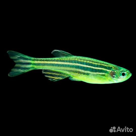 Рыбки данио