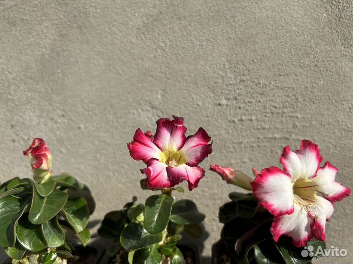 Адениум мини