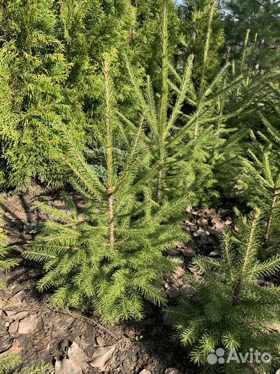 Ель обыкновенная саженцы