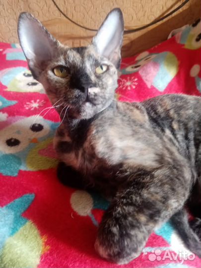 Донской сфинкс