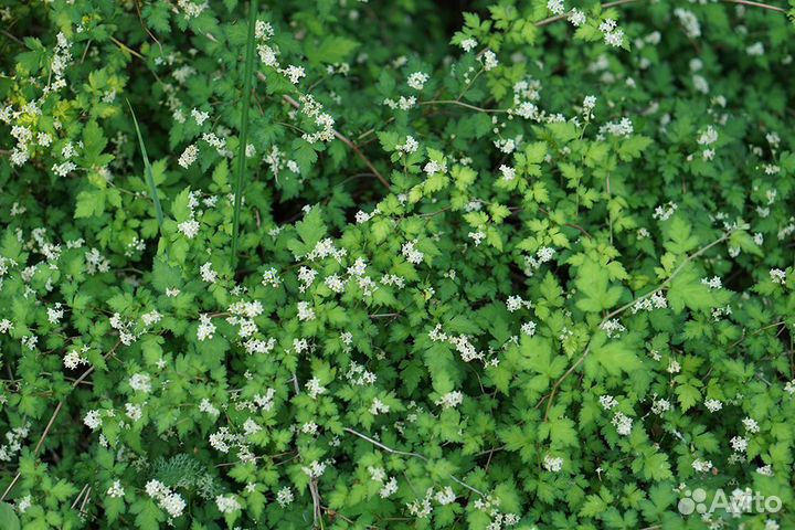 Декоративные деревья и кустарники для сада