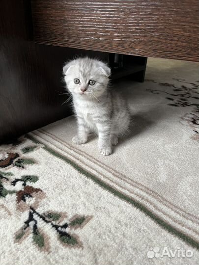 Шотландская