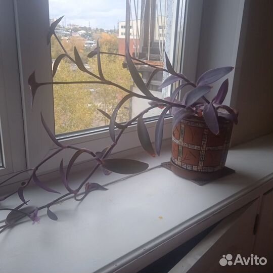 Комнатные растения цветы