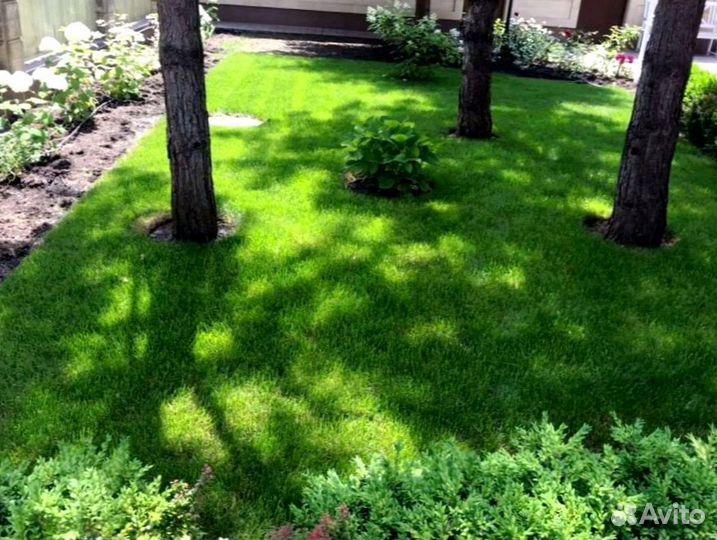 Рулонный газон