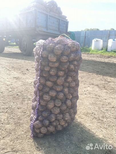 Семенной картофель