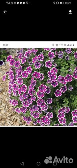 Петуния вегетативная