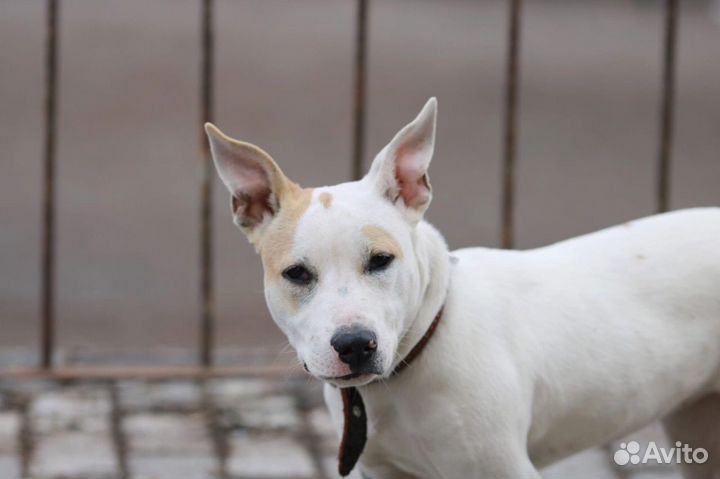 Метис стафа