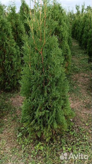 Туи колумна