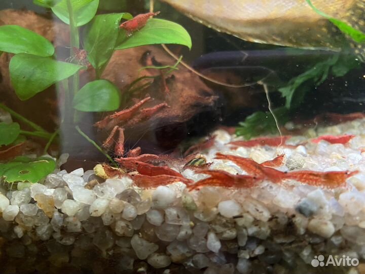 Сомики анциструсы,креветки chery