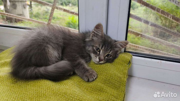 Шотландский котенок 2 мес в добрые руки