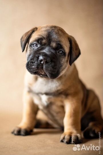 Бульмастиф